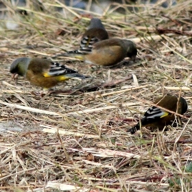 f:id:noraneko222:20120118172255j:image