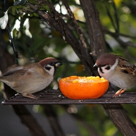 f:id:noraneko222:20120118174737j:image