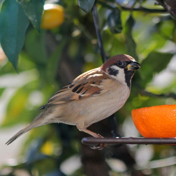 f:id:noraneko222:20120118174738j:image