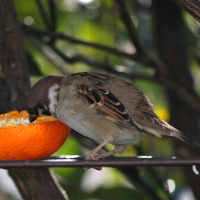 f:id:noraneko222:20120118174739j:image