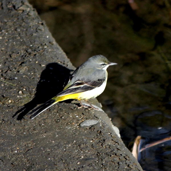 f:id:noraneko222:20120130174258j:image