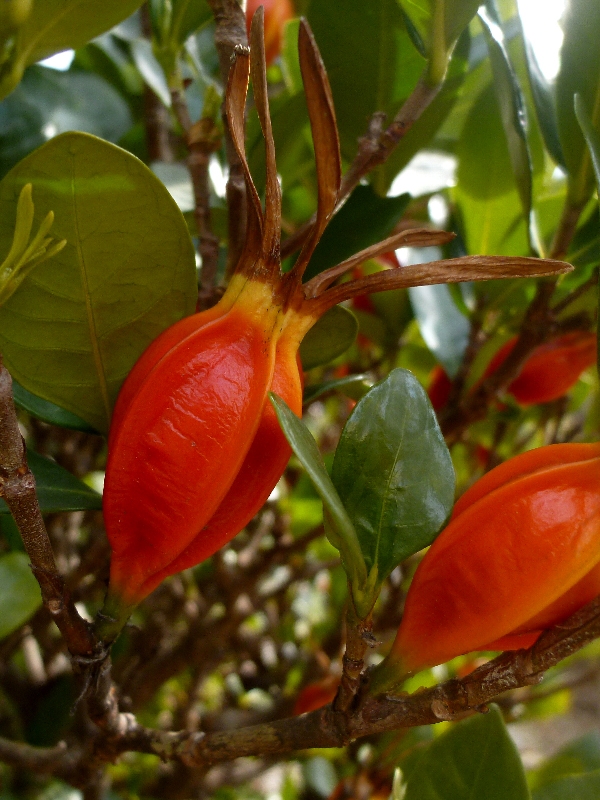 クチナシの実 - 新・ぼちぼち植物などを