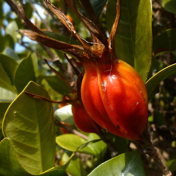クチナシの実 - 新・ぼちぼち植物などを