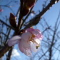 [四季桜][１月下旬]