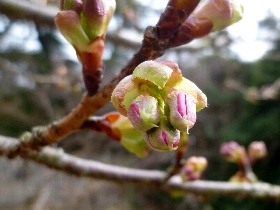 f:id:noraneko222:20120301185018j:image