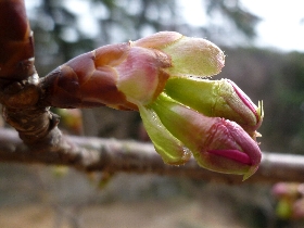 f:id:noraneko222:20120301185021j:image