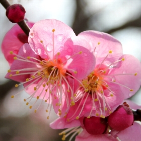 f:id:noraneko222:20120308181310j:image