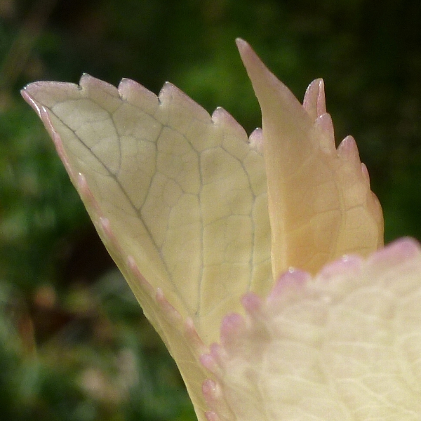 f:id:noraneko222:20120313174708j:image