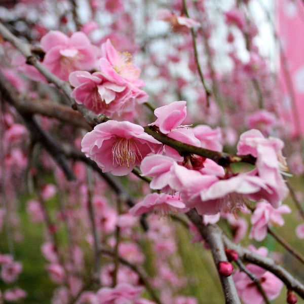 f:id:noraneko222:20120320181715j:image f:id:noraneko222:20120320181715j:image