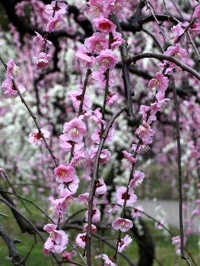 f:id:noraneko222:20120320181717j:image f:id:noraneko222:20120320181717j:image