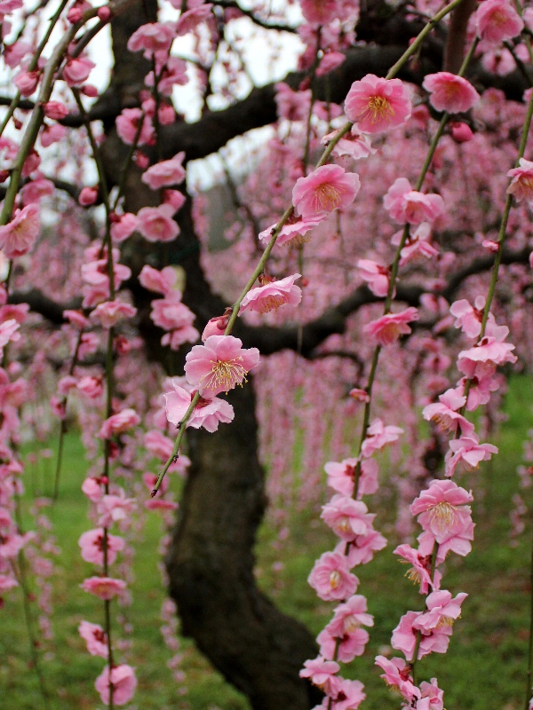 f:id:noraneko222:20120320181718j:image f:id:noraneko222:20120320181718j:image