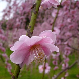 f:id:noraneko222:20120320181719j:image f:id:noraneko222:20120320181719j:image