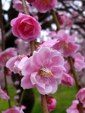 f:id:noraneko222:20120320181720j:image