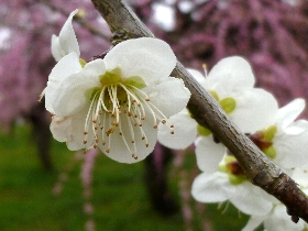 f:id:noraneko222:20120320181721j:image f:id:noraneko222:20120320181721j:image