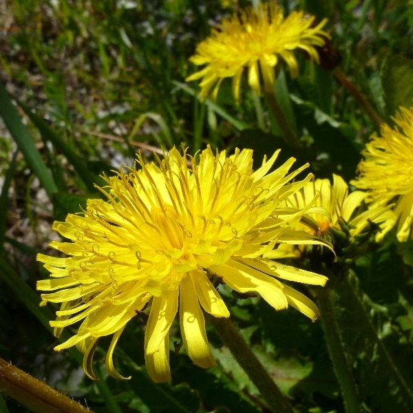 f:id:noraneko222:20120321192547j:image