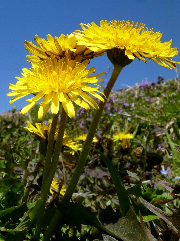 f:id:noraneko222:20120321192548j:image