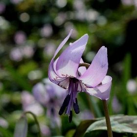 f:id:noraneko222:20120330181920j:image f:id:noraneko222:20120330181920j:image