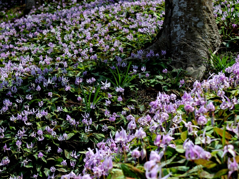 f:id:noraneko222:20120330181921j:image f:id:noraneko222:20120330181921j:image