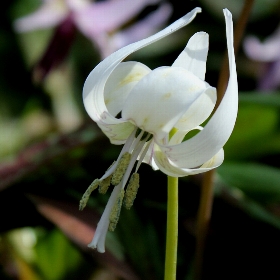 f:id:noraneko222:20120330181922j:image