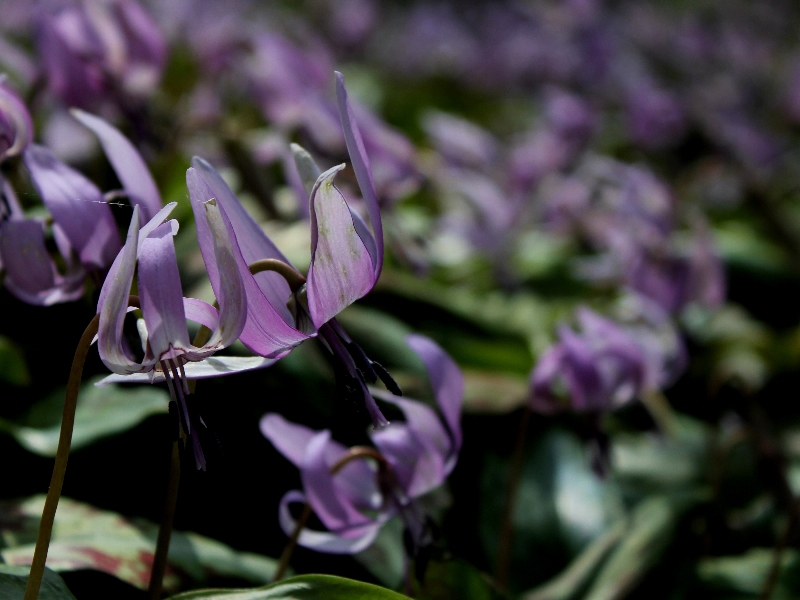f:id:noraneko222:20120330181923j:image f:id:noraneko222:20120330181923j:image