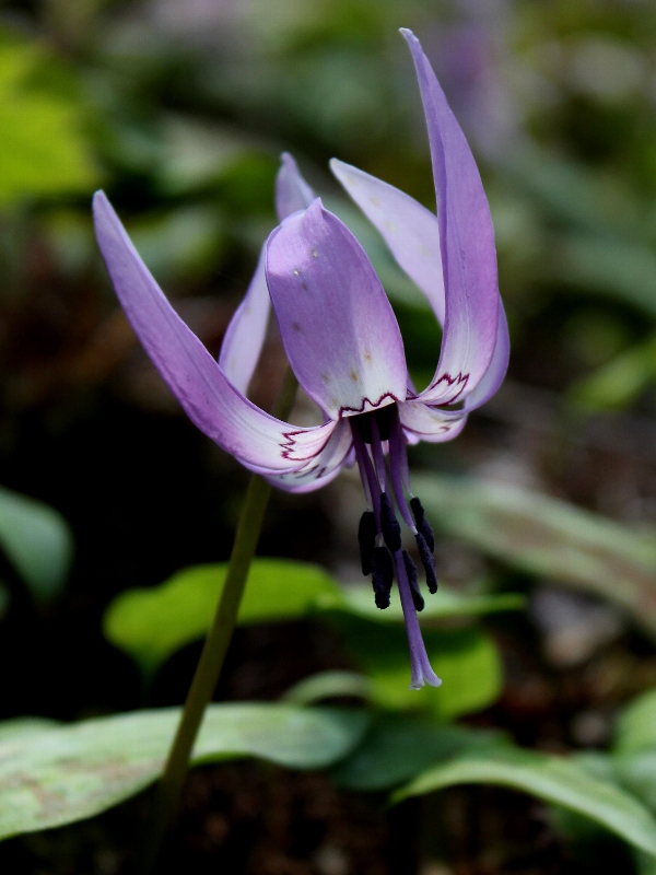 f:id:noraneko222:20120330181924j:image f:id:noraneko222:20120330181924j:image