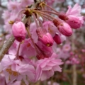 [幸田しだれ桜まつり]