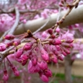 [幸田しだれ桜まつり]