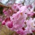 [幸田しだれ桜まつり]