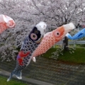 [ソメイヨシノ][鯉のぼり][拾石川]