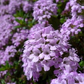 f:id:noraneko222:20120430174005j:image