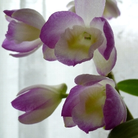f:id:noraneko222:20120430201022j:image