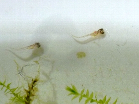 f:id:noraneko222:20120514200948j:image f:id:noraneko222:20120514200948j:image