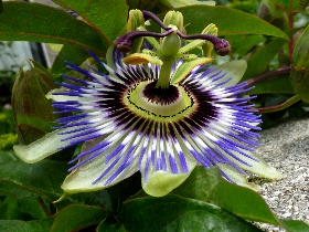 f:id:noraneko222:20120518151013j:image:left