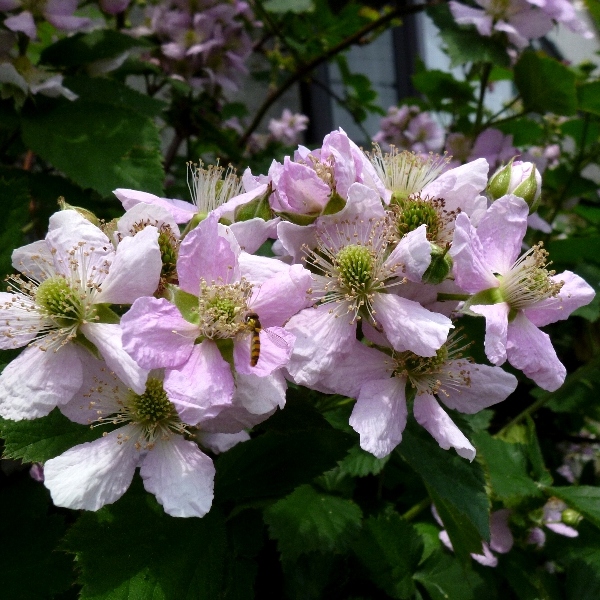 f:id:noraneko222:20120520172949j:image f:id:noraneko222:20120520172949j:image
