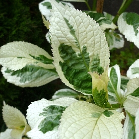f:id:noraneko222:20120608132525j:image