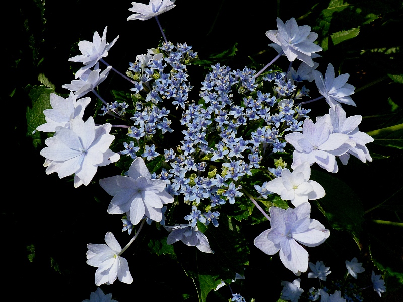 [隅田の花火]