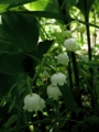 [北海道][六花の森]