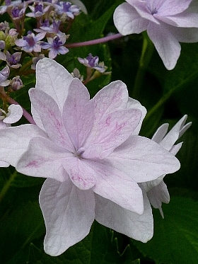 f:id:noraneko222:20120620193816j:image f:id:noraneko222:20120620193816j:image