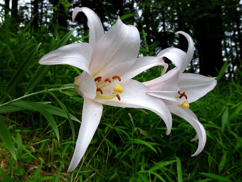 f:id:noraneko222:20120621203205j:image