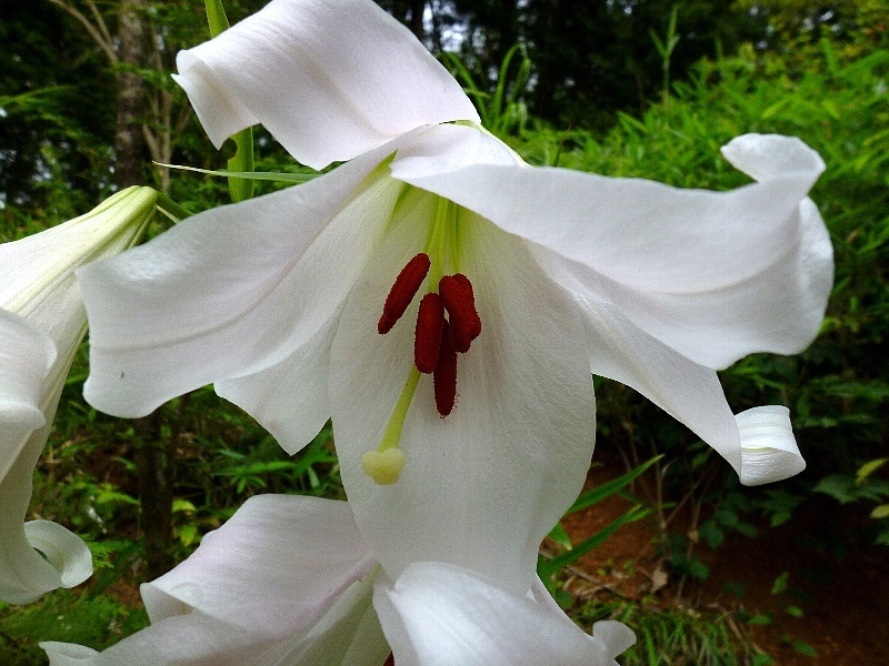 f:id:noraneko222:20120621203206j:image