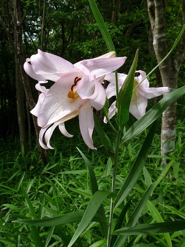 f:id:noraneko222:20120621203207j:image
