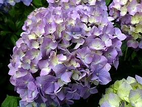 f:id:noraneko222:20120622182811j:image