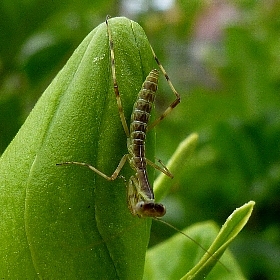 [カマキリ]