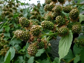 f:id:noraneko222:20120701191748j:image