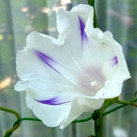 f:id:noraneko222:20120713150929j:image