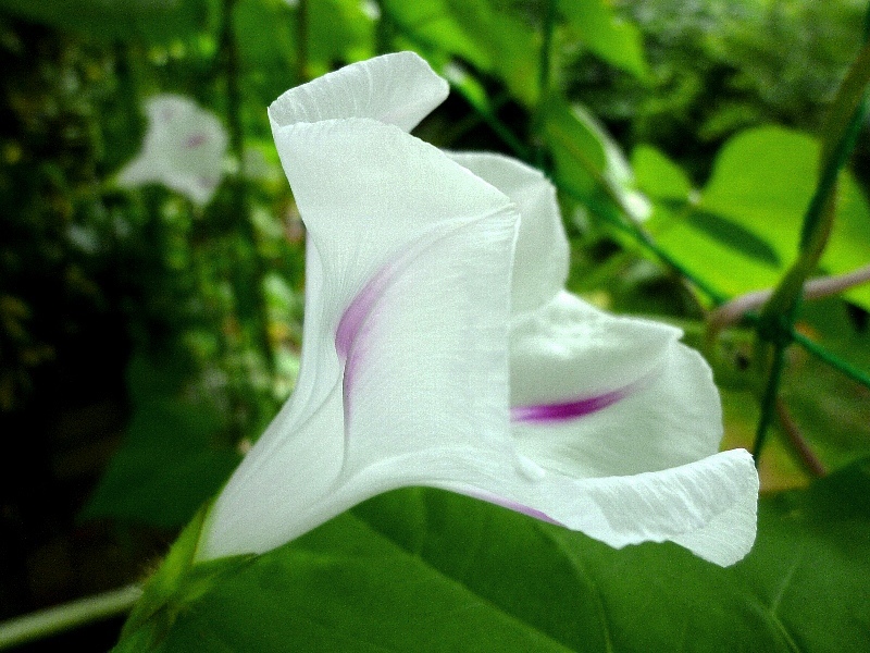 f:id:noraneko222:20120713150932j:image