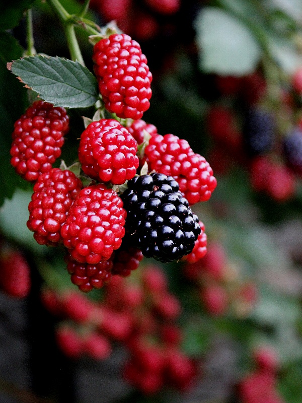 f:id:noraneko222:20120719113643j:image f:id:noraneko222:20120719113643j:image