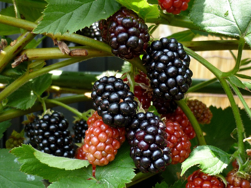 f:id:noraneko222:20120719113645j:image f:id:noraneko222:20120719113645j:image