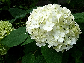 f:id:noraneko222:20120720155307j:image:left