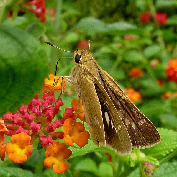 f:id:noraneko222:20120721191955j:image